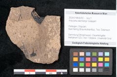 Foto (Objekt + Etikett) von Araucaria sternbergii Goeppert (NHMW-GEO-2024-0188-8293)
